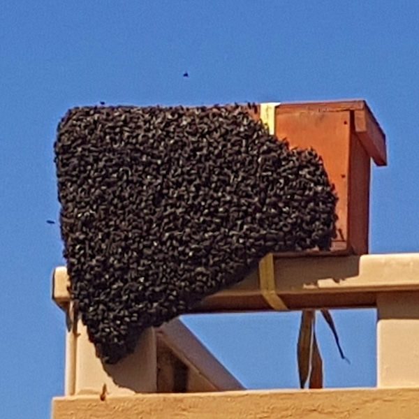 Bee swarm