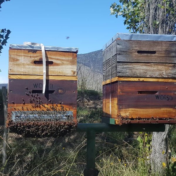 Bees pollinating